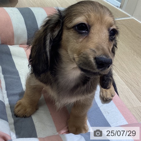 ミニチュア・ダックスフンドの写真
