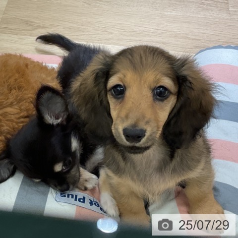 ミニチュア・ダックスフンドの写真