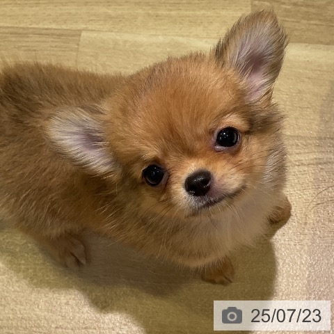チワワの写真