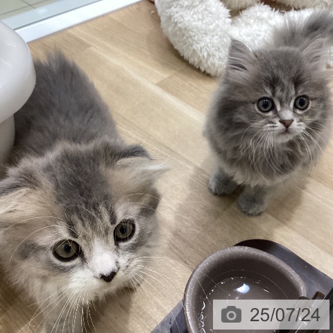 スコティッシュフォールドの写真