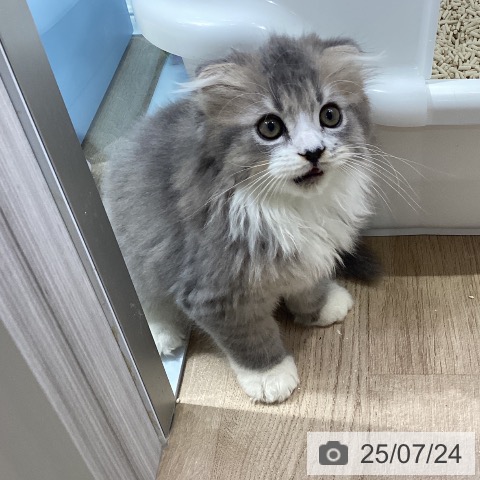 スコティッシュフォールドの写真