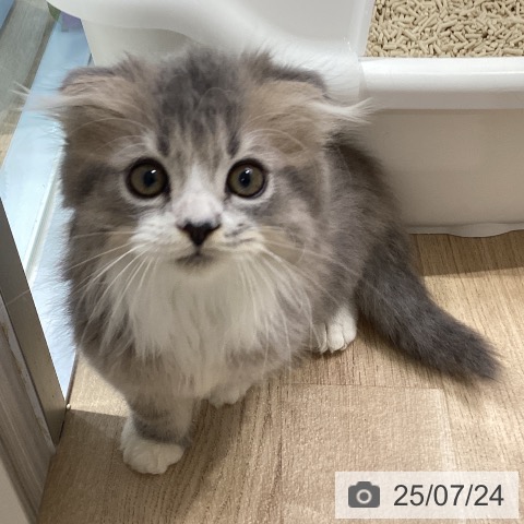 スコティッシュフォールドの写真