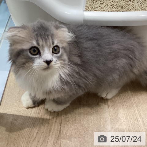 スコティッシュフォールドの写真