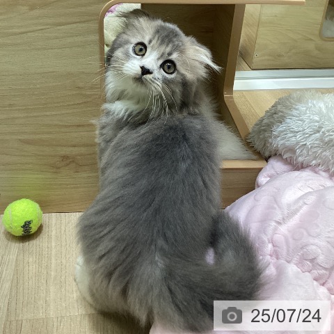 スコティッシュフォールドの写真