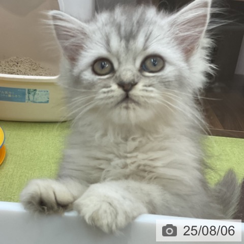 ペルシャの写真