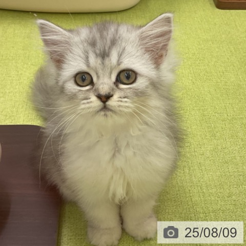 ペルシャの写真