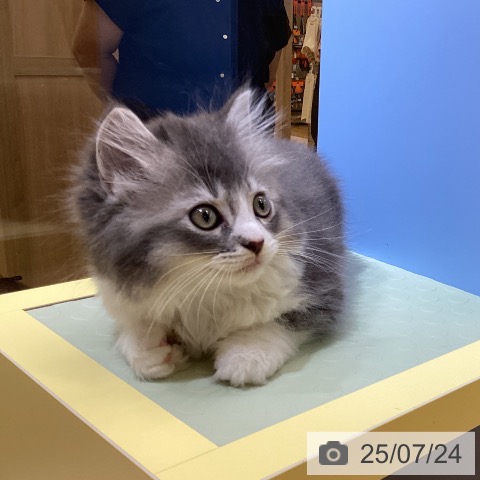 ラガマフィンの写真