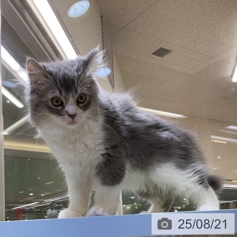 ラガマフィンの写真