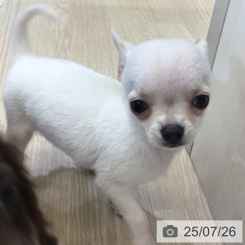 チワワの写真