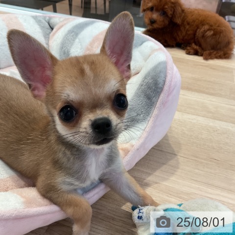 チワワの写真