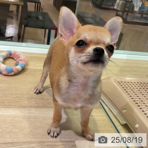 チワワの写真