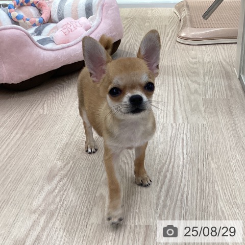 チワワの写真