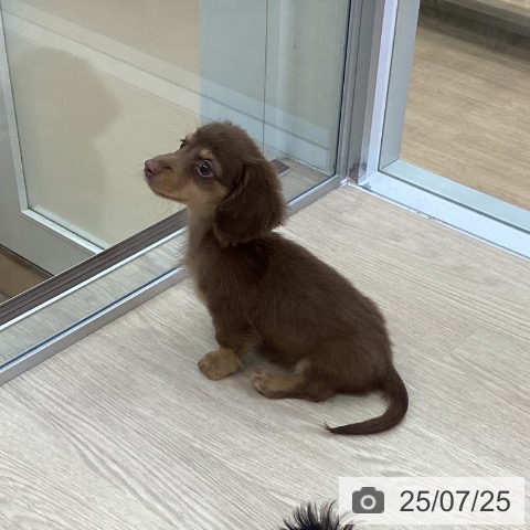 ミニチュア・ダックスフンドの写真