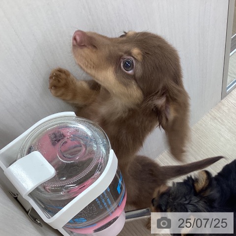 ミニチュア・ダックスフンドの写真