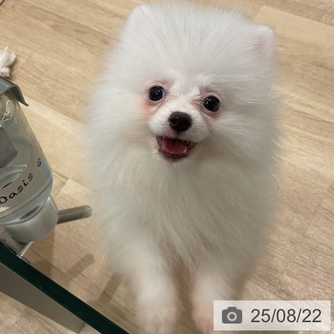 ポメラニアンの写真