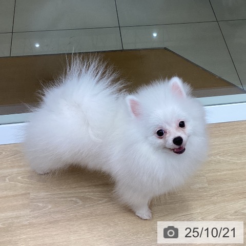 ポメラニアンの写真
