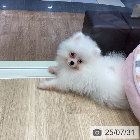 ポメラニアンの写真