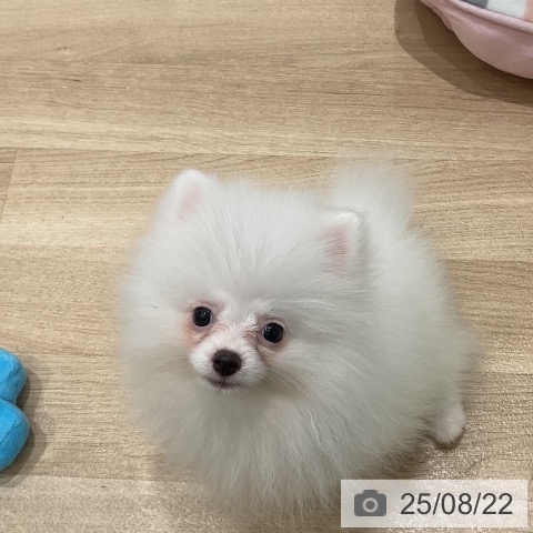 ポメラニアンの写真