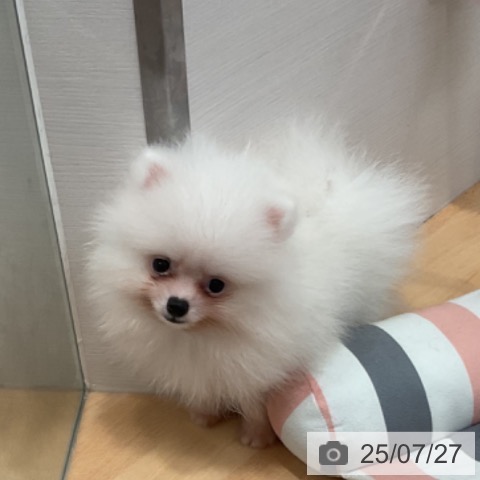 ポメラニアンの写真