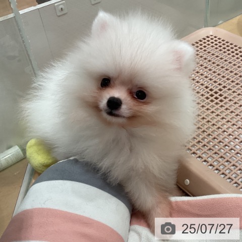 ポメラニアンの写真