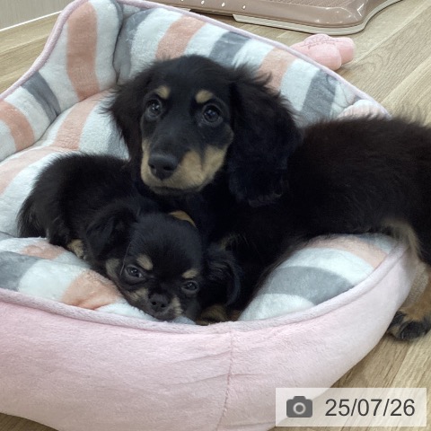 チワワの写真