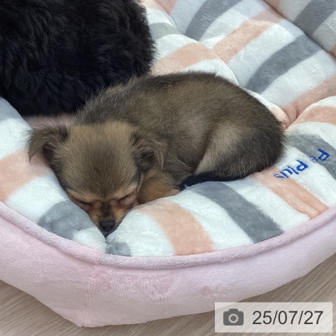 チワワの写真