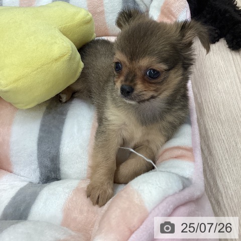 チワワの写真