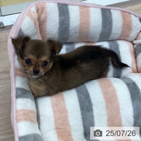 チワワの写真
