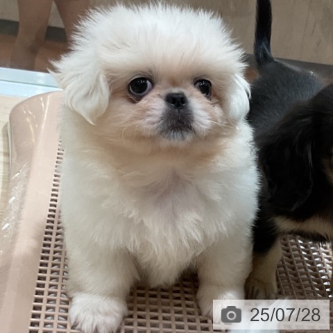 ペキニーズの写真