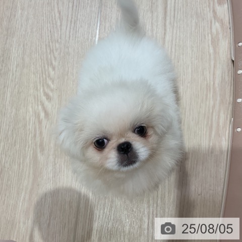 ペキニーズの写真
