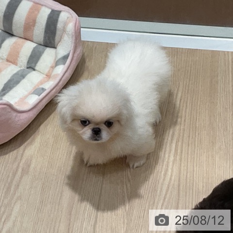 ペキニーズの写真