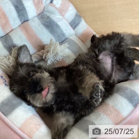 ミニチュア・シュナウザーの写真