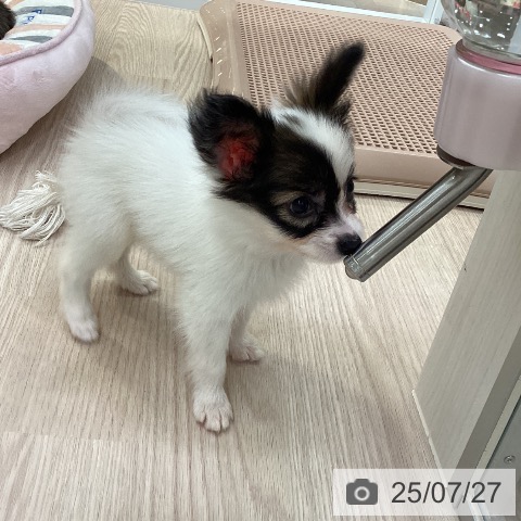 パピヨンの写真