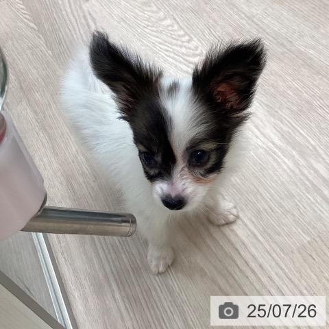 パピヨンの写真