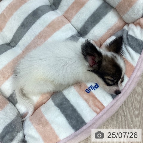 パピヨンの写真