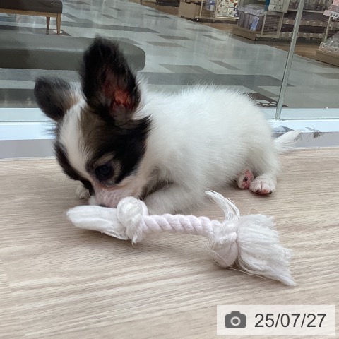 パピヨンの写真
