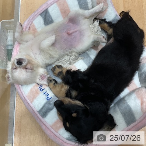 チワワの写真