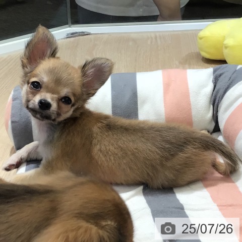 チワワの写真
