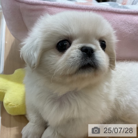 ペキニーズの写真