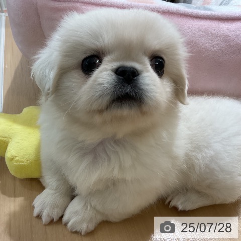 ペキニーズの写真