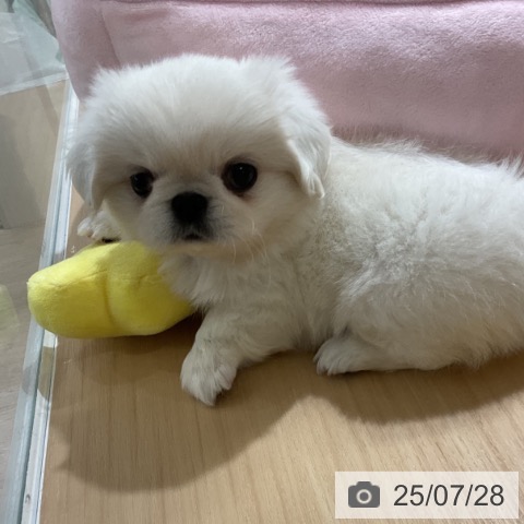 ペキニーズの写真