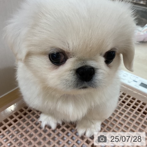 ペキニーズの写真