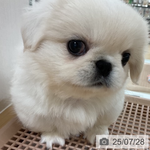 ペキニーズの写真