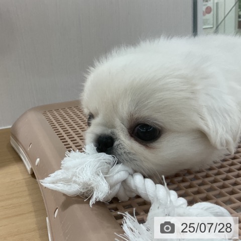 ペキニーズの写真