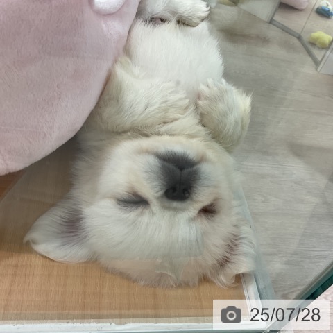 ペキニーズの写真