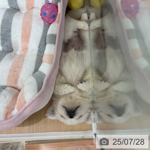 ペキニーズの写真