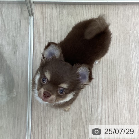 チワワの写真
