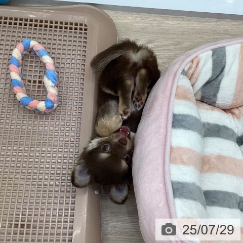 チワワの写真