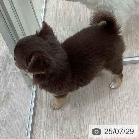 チワワの写真