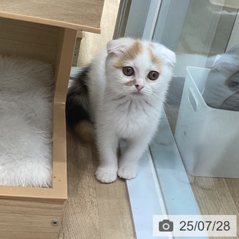 スコティッシュフォールドの写真